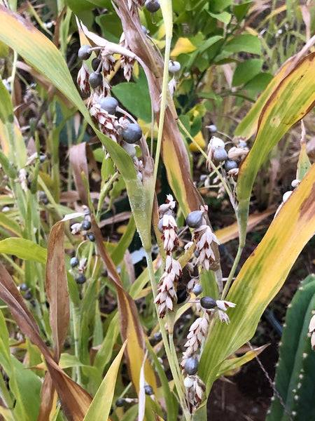 Barley, Job's Tears, Chinese Pearl