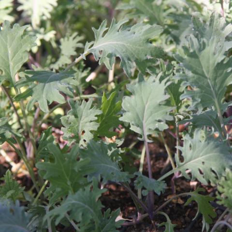 Kale, Red Russian