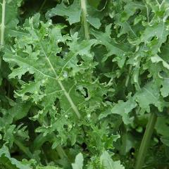 Kale, White Russian