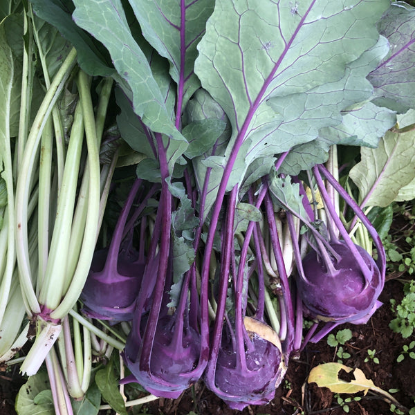 Kohlrabi, Azure Star