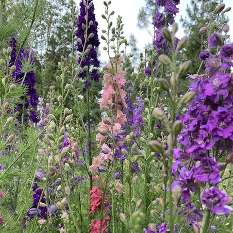 Larkspur, Galilee Mix