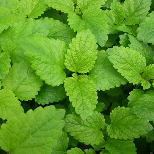Herbal Tea Bundle