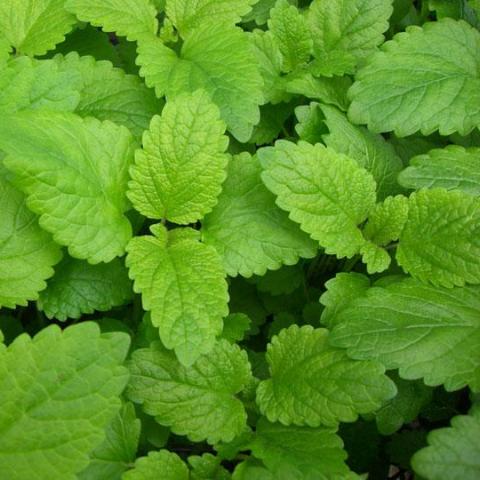 Lemon Balm
