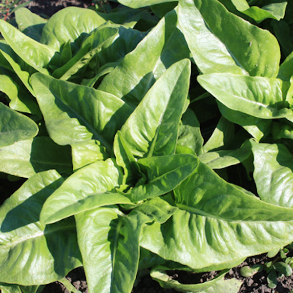 Lettuce, Amish Deer Tongue, organic, open pollinated