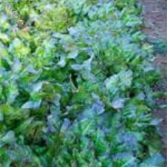 Lettuce, Bronze Arrow