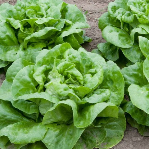 Lettuce, Buttercrunch