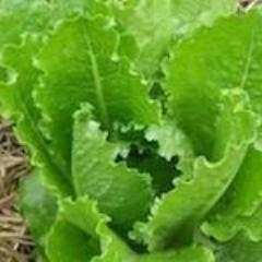 Lettuce, Crisp Mint