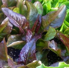 Lettuce, Devil's Ears
