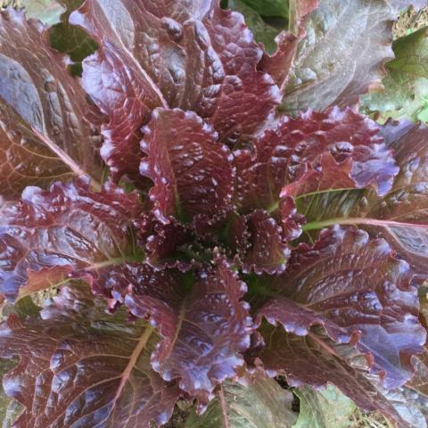 Lettuce, Fever