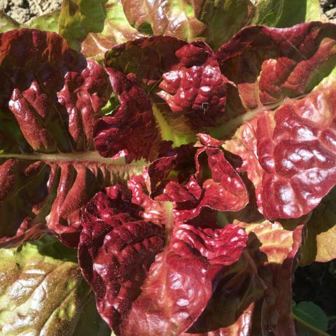 Lettuce, Four Seasons, Merveille des Quatre Saisons