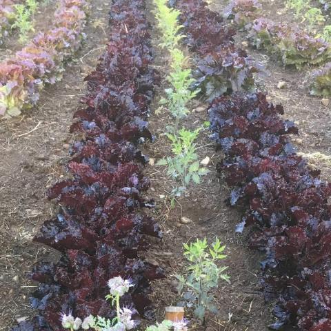 Lettuce, Annapolis