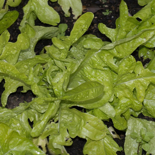 Lettuce, Italienischer