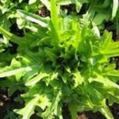 Lettuce, Italienischer