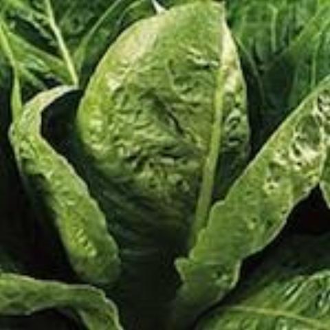 Lettuce, Jericho