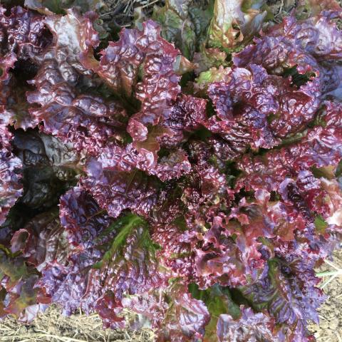Lettuce, New Red Fire