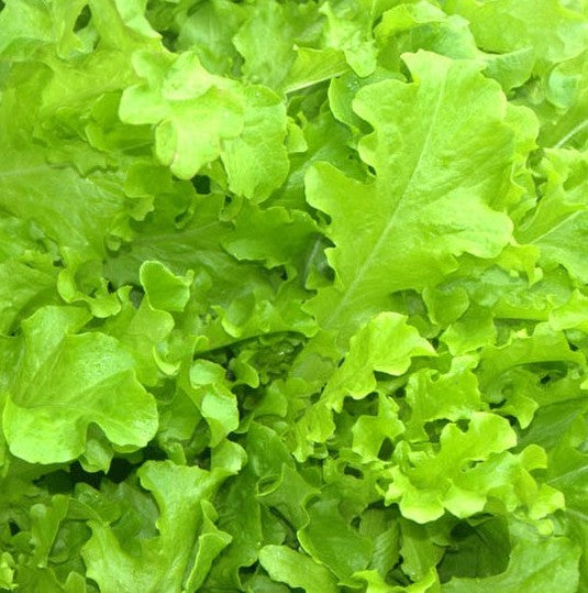 Lettuce, Salad Bowl, organic, open pollinated