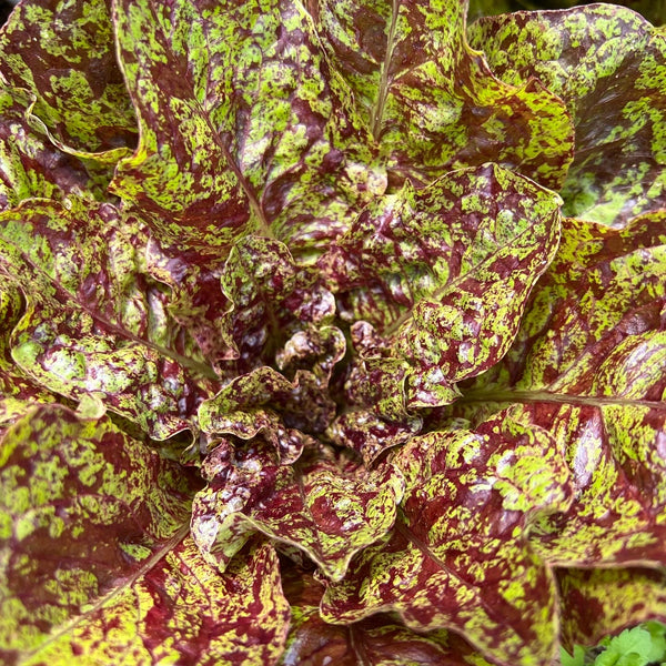 Lettuce, Better Butter Blend