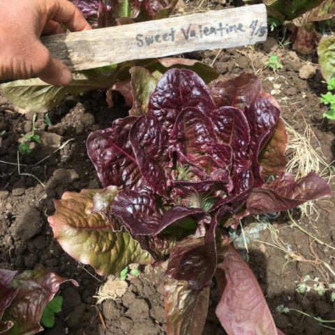 Lettuce, Sweet Valentine