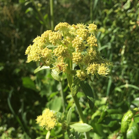 Lovage