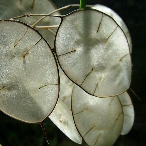 Lunaria, organic, open pollinated, cut flower, everlasting