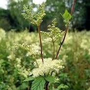 Meadowsweet