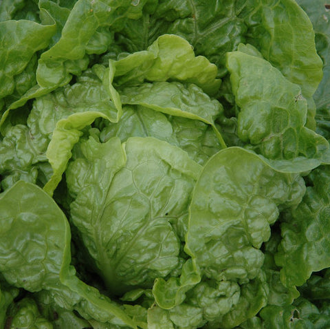 Lettuce, Manoa