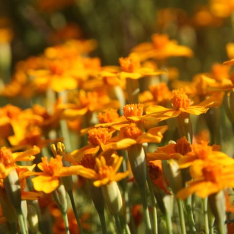 Marigold, Signet Tangerine Gem