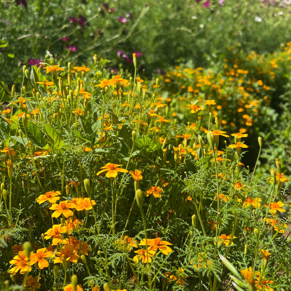Marigold, Signet Tangerine Gem