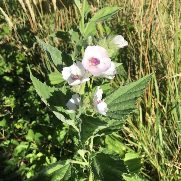 Marshmallow, organic, open pollinated, medicinal