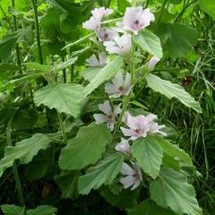 Marshmallow, organic, open pollinated, medicinal