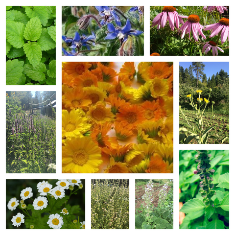 Flowering Medicinals Bundle