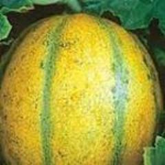 Melon, Ha'Ogen