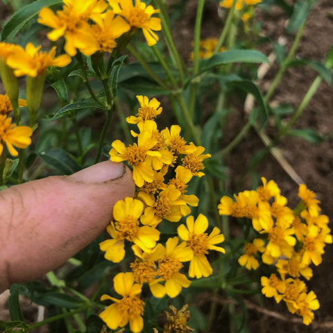Marigold, Mexican Tarragon