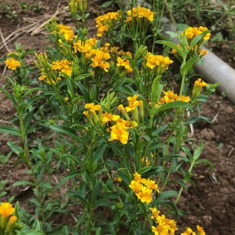 Marigold, Mexican Tarragon