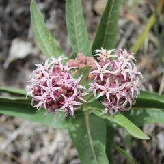 Milkweed, Showy