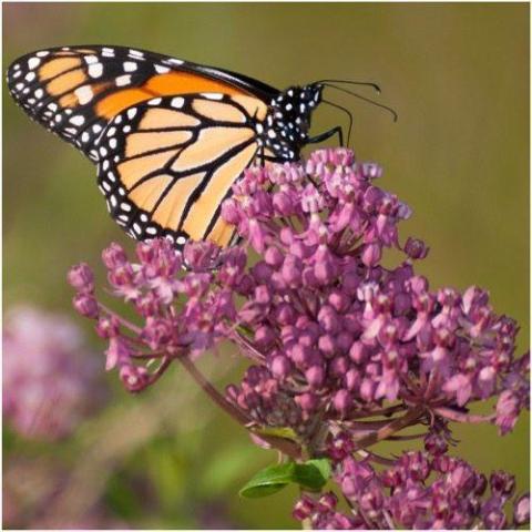 Milkweed, Swamp