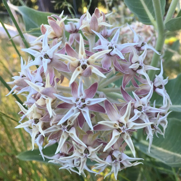 Showy Milkweed, organic, open pollinated