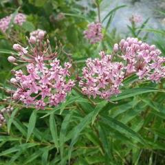 Milkweed, Swamp