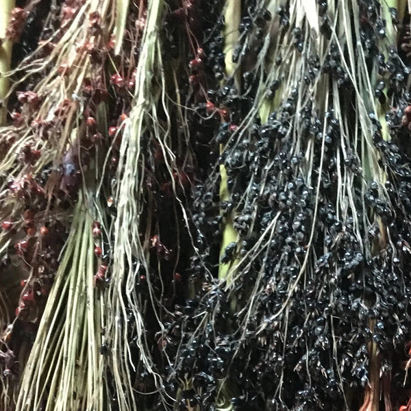 Milo, Black