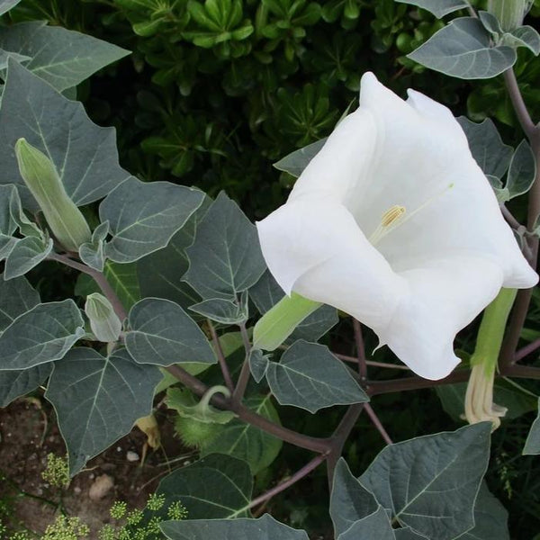 Moonflower, Datura