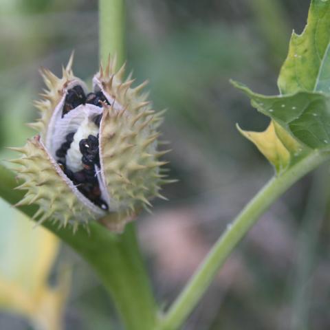 Moonflower, Datura