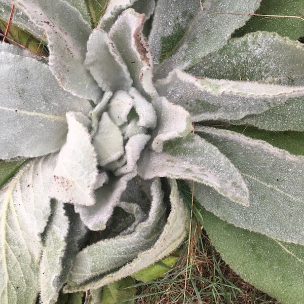 Mullein, organic, open pollinated, medicinal
