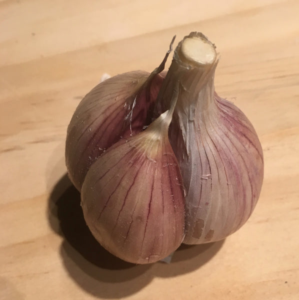 Garlic, Music - Certified Organic