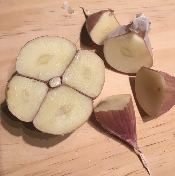 Garlic, Music - Certified Organic