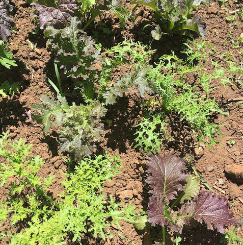 Mustard, Frilled Dragon Magma Mix
