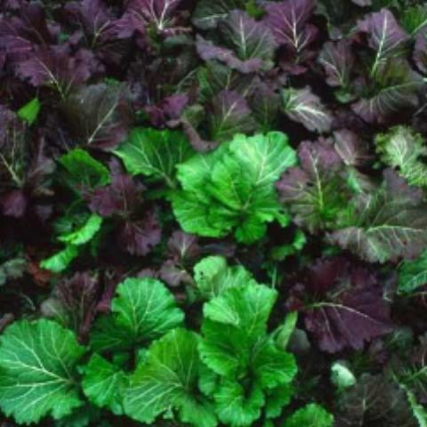 Mustard, Wild Garden Pungent Mix, organic, open pollinated