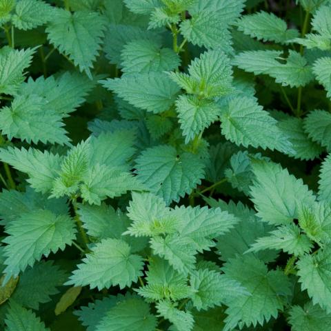 Nettles