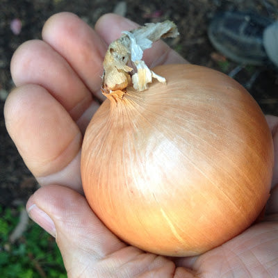 Onion, Front Range Yellow Globe