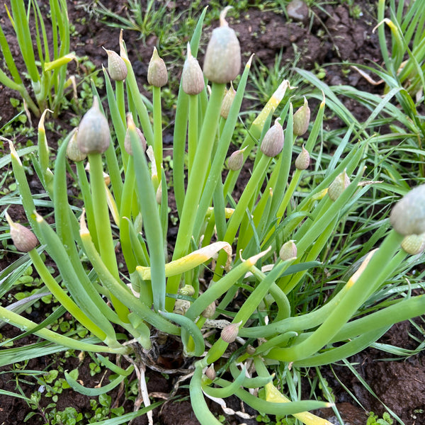 Onion, Welsh Bunching