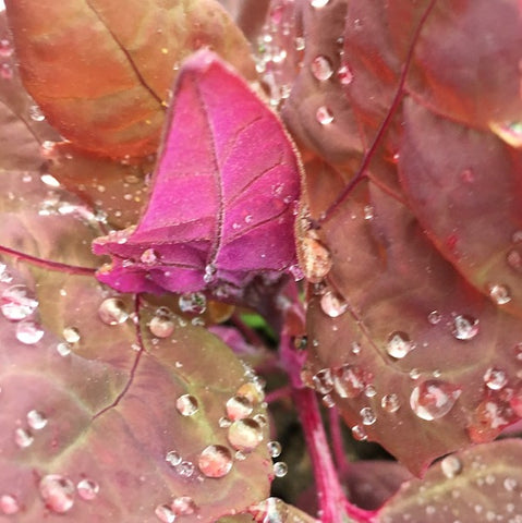 Orach, Plume Series